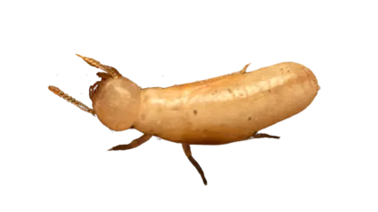 a close up of a bug
