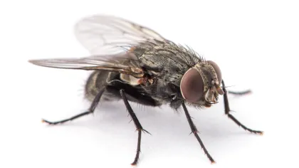 a close up of a fly