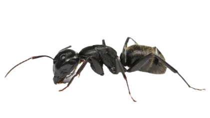 a black insect with wings