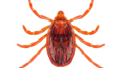 a close-up of a spider