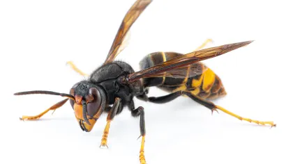 a close up of a bee