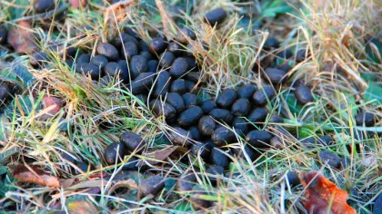 a pile of black berries