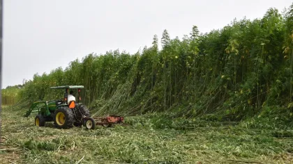 Tractor harvesting tall green hemp plants in a field with fallen stalks and overcast sky.