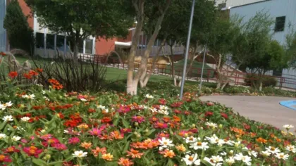 Colorful flower bed with orange, pink, and white blooms in a landscaped garden near buildings and trees.