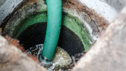 a green and black snake