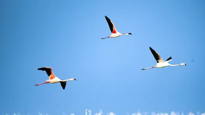 Three flamingos flying in formation over a body of water with a clear blue sky background.