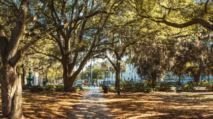 Sunlit park pathway lined with large trees casting shadows and autumn leaves on the ground under a clear sky.