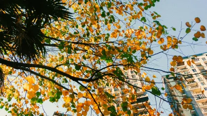 Yellow and green autumn leaves on tree branches with high-rise buildings under clear blue sky in background.