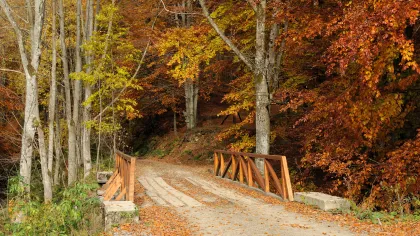 a wooden bridge in a forest