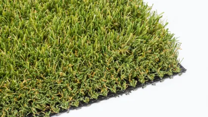 a close-up of a green plant
