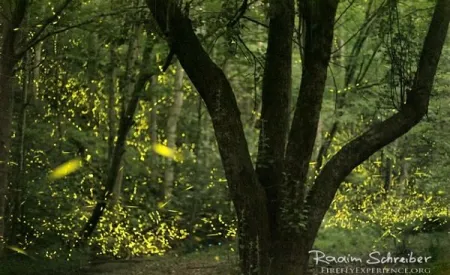 Image for Insects that inspire: the magic of fireflies