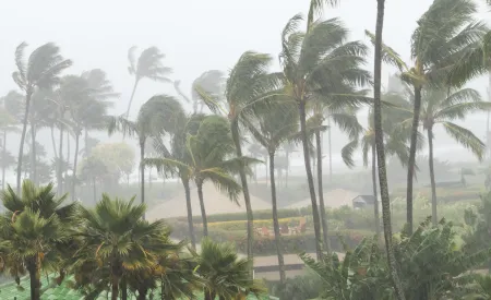 Image for Thanks for the Mosquitoes, Irma