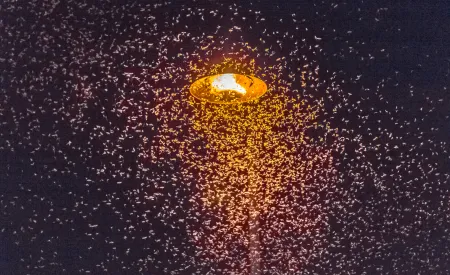 Image for Staying Ahead of the Swarm