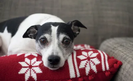 Image for 5 Expert Holiday Pest Control Tips