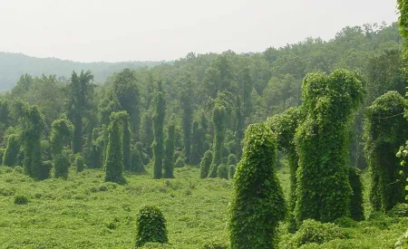 Image for Why you shouldn't crush Kudzu Bugs