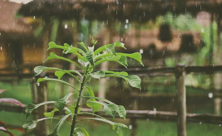 Image for April Showers Bring May Mosquitos