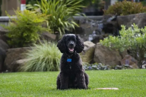 a dog sitting in the grass