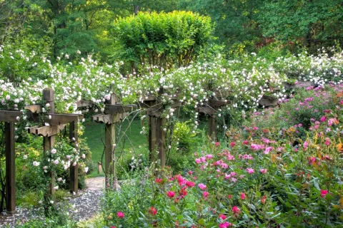 a close up of a flower garden