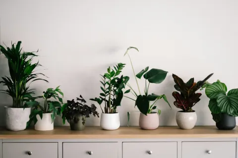 a group of potted plants on a white surface