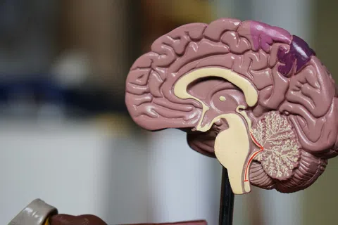 Detailed anatomical model of a human brain showing cortex, cerebellum, and brainstem in pink and beige tones.