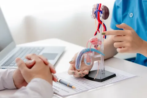 Doctor explaining male urinary system anatomy using a detailed model during patient consultation.