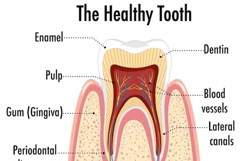 Diagram showing the structure of a healthy tooth with labels for enamel, dentin, pulp, gum, nerves, and blood vessels.