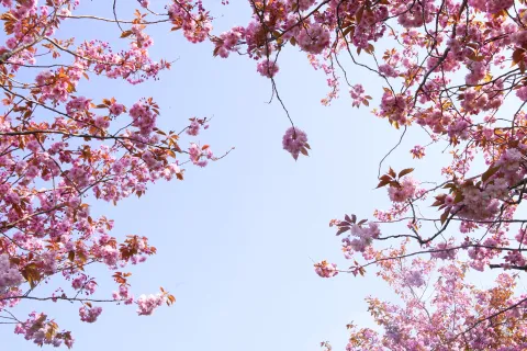 a group of pink flowers on a tree