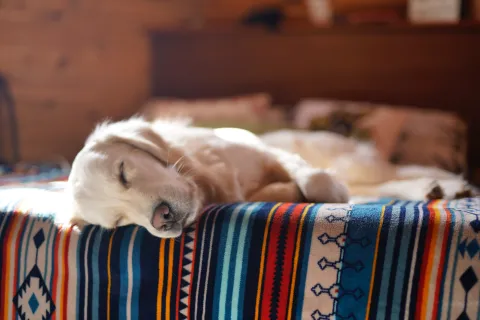 a dog sleeping on a bed