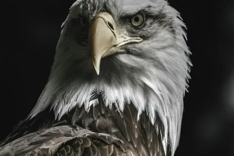 Close-up of a bald eagle with sharp eyes, white head feathers, and detailed brown plumage against a dark background