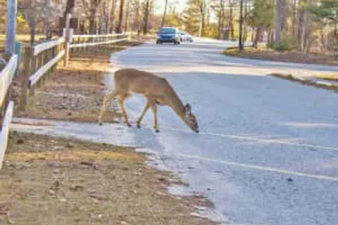 Deer, Oh Dear! How to Avoid Damaging Deer-vehicle Collisions