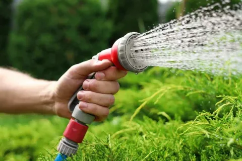 A person watering lush green shrubs with a spray nozzle, showcasing vibrant greenery and garden care.