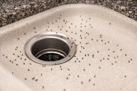 Many small ants gathered around the stainless steel drain in a beige kitchen sink corner.