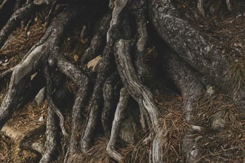 Close-up of twisted, weathered tree roots emerging from soil with dried pine needles and rocks surrounding them
