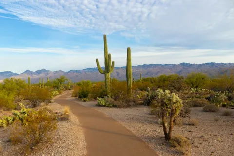 Winding desert path surrounded by various cacti and desert plants under a partly cloudy sky with mountains in the background