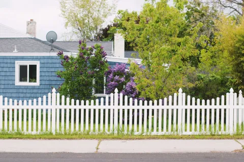 Charming residential scene featuring a white picket fence, blooming lilac bushes, and a cozy blue house.