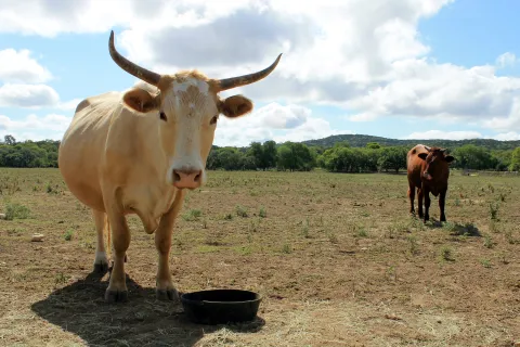 a group of cows stand in a field