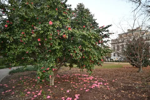 Camellia tree with pink flowers and fallen petals in an urban park near a historic building on a clear day