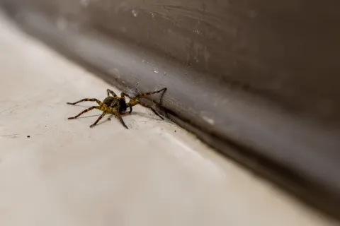 a spider on a white surface