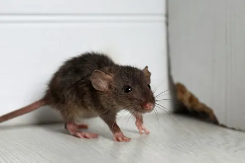 a small rodent in a corner