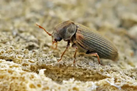 a small insect on a rock