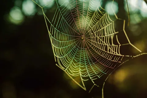 a spider with a web