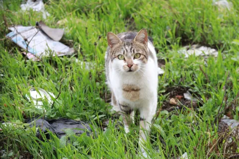 a cat sitting in the grass