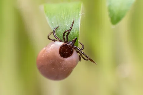 a spider on a fruit