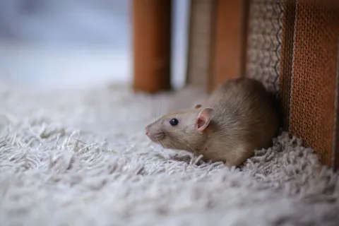 Light brown rat resting on a beige fluffy carpet near woven furniture indoors.