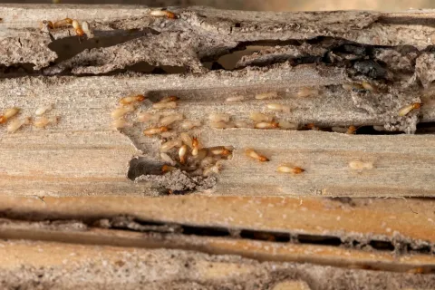 Close-up of termites infesting and damaging dry wooden planks outdoors in daylight.