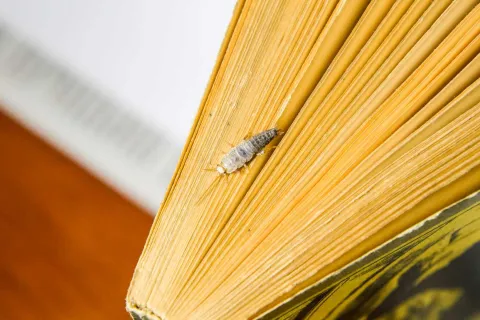 a silverfish on a book