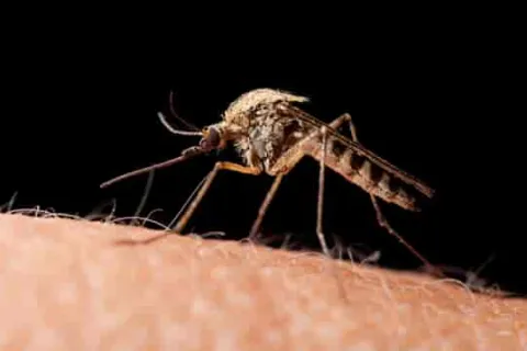 a close up of a mosquito