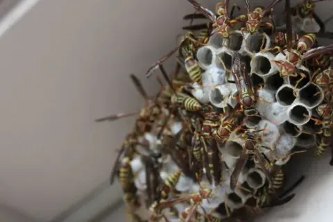 Close-up of a dense wasp nest with many wasps crawling over hexagonal cells on a white wall corner.