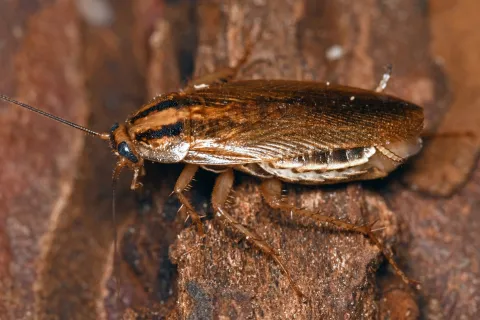 a close up of a bug