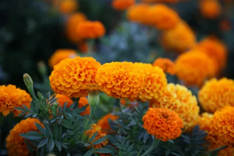 Bright orange marigold flowers blooming in a garden with green foliage on a blurred background mosquito repellent